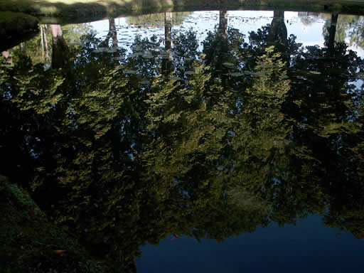 Reflections in a Pond at Abbaye de Royaumont